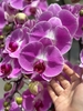 CHẬU HỒ ĐIỆP 15 CÀNH HỒNG ĐỘT BIẾN MIX TIỂU CẢNH