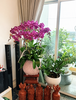 CHẬU 8 CÀNH HỒ ĐIỆP TÍM ĐỘT BIẾN