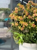 CHẬU LAN TIỂU HỒ ĐIỆP VÀNG MIX TIỂU CẢNH
