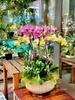 CHẬU 12 CÀNH HỒ ĐIỆP HỒNG ĐỘT BIẾN MIX VÀNG XANH - CẮM TRÒN