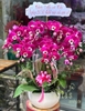 CHẬU 7 CÀNH HỒ ĐIỆP TÍM