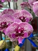 CHẬU LAN HỒ ĐIỆP 5 CÀNH HỒNG GÂN