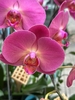 CHẬU LAN HỒ ĐIỆP 7 CÀNH HỒNG TRƠN