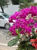 CHẬU LAN 8 CÀNH TÍM ĐỘT BIẾN MIX TIỂU CẢNH