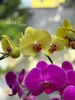 CHẬU LAN 20 CÀNH VÀNG MIX TÍM