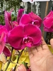 CHẬU LAN 12 CÀNH MIX TÍM VÀNG