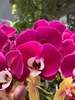 CHẬU HỒ ĐIỆP 6 CÀNH TÍM VÀ VÀNG ĐỘT BIẾN MIX TIỂU CẢNH