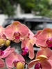 Chậu Lan Hồ Điệp Cam Gân 10 cành