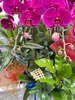CHẬU 16 CÀNH HỒ ĐIỆP TRẮNG MIX TÍM