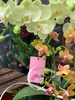 CHẬU LAN HỒ ĐIỆP 3 XANH SIZE TRUNG MIX 2 MINI VÀNG