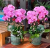 CHẬU 2 CÀNH HỒ ĐIỆP HỒNG