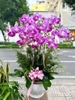 CHẬU LAN HỒ ĐIỆP 10 CÀNH HỒNG TRƠN