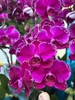CHẬU HỒ ĐIỆP 20 CÀNH TÍM ĐỘT BIẾN