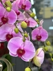 CHẬU HỒ ĐIỆP 9 CÀNH HỒNG TRƠN