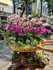 CHẬU LAN THUYỀN TRÊN LŨA - 25 GỐC MINI MIX TIỂU CẢNH