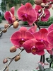 CHẬU 7 CÀNH HỒ ĐIỆP CAM