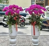 CHẬU LAN 8 CÀNH TÍM ĐỘT BIẾN MIX TIỂU CẢNH