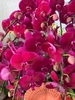 CHẬU 20 CÀNH HỒ ĐIỆP TÍM