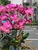 CHẬU LAN 12 CÀNH HỒNG TRƠN
