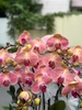 Chậu Lan Hồ Điệp Cam Gân 10 cành