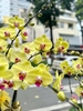 CHẬU LAN HỒ ĐIỆP 7 VÀNG MAI