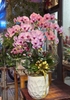 CHẬU 10 CÀNH HỒ ĐIỆP TRẮNG LƯỠI ĐỎ