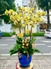 CHẬU LAN HỒ ĐIỆP 7 VÀNG MAI