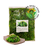 RONG BIỂN TƯƠI TRỘN MÈ CHUKA WAKAME HIỆU NISSI 1KG