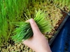 BỘT MẦM LÚA MẠCH GRASS BARLEY NHẬT BẢN (HỘP 3G x 44 GÓI)