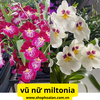 cặp đôi vũ nữ miltonia hai màu cây trưởng thành khỏe mạnh cứng cáp đang nụ hoặc sắp nụ tùy thời điểm