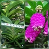 ngọc điểm thái 4-5 cặp lá đang nụ hoa tết