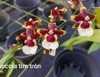 vũ nữ socola tim tròn hoa thơm đẹp đang vòi nụ bụi lùm