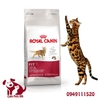 Hạt Mèo lớn Royal Canin Fit 32