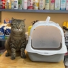 Nhà vệ sinh hoặc khay vệ sinh mèo tai mèo, cửa in vết chân 50x35x35cm - Cutepets