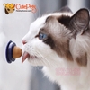 Cỏ mèo liếm dán tường
