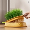 Hộp trồng cỏ mèo thuỷ canh hình dứa - Cutepets