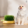 Hộp trồng cỏ mèo thuỷ canh hình dứa - Cutepets