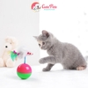 Đồ chơi cho mèo bóng lật đật gắn chuột lông - CutePets