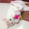 Đồ chơi cho mèo bóng lật đật gắn chuột lông - CutePets