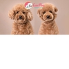 Thức ăn cho chó lớn Royal Canin Poodle Adult