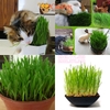 Hạt giống cỏ mèo catnip bổ xung chất xơ và đẩy búi lông ra ngoài - CutePets