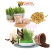 Hạt giống cỏ mèo catnip bổ xung chất xơ và đẩy búi lông ra ngoài - CutePets