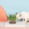 Hạt giống cỏ mèo ChiCat đủ đồ chỉ việc trồng - Cutepets