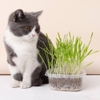 Hạt giống cỏ mèo ChiCat đủ đồ chỉ việc trồng - Cutepets