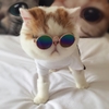Kính mắt thời trang cho chó mèo nhỏ – CutePets