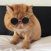 Kính mắt thời trang cho chó mèo nhỏ – CutePets