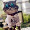 Kính mắt thời trang cho chó mèo nhỏ – CutePets