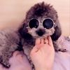 Kính mắt thời trang cho chó mèo nhỏ – CutePets