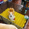 Tấm lót sàn vàng 40x55cm siêu bền lót chuồng chó, lợn - Cutepets