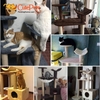 Nhà cây Cat tree cho mèo 3 tầng 60x40x130cm - Trụ cào móng mèo